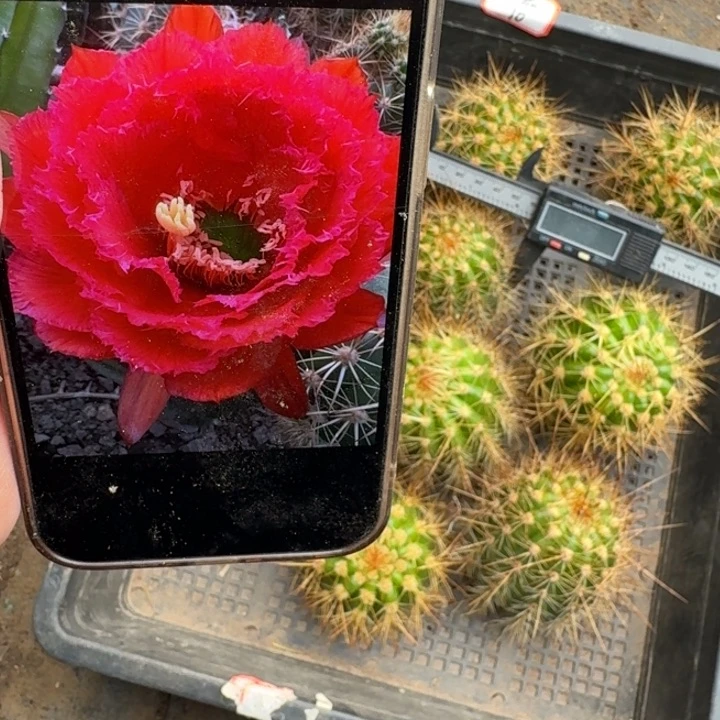 241毛花柱欢茄歪无根侧牙5公分以上