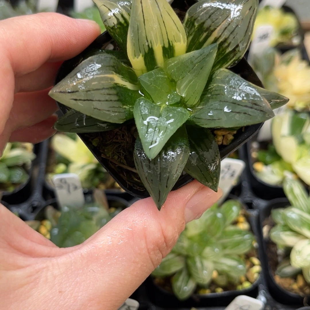 73红纹寿锦一物一拍