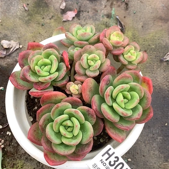 拉萨305 全场亏本处理退款拉黑7/8天发货