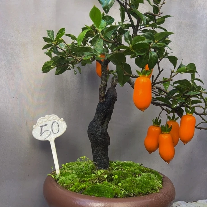 无花朵金弹子盆景一物一拍