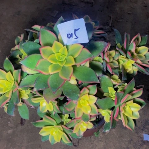 艳日辉多肉植物一物一拍15多肉