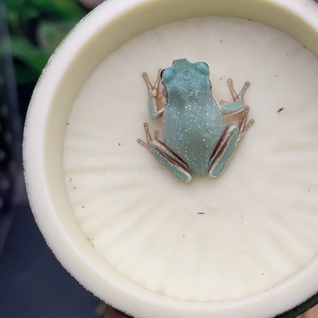 老爷树蛙33号白蓝金腿