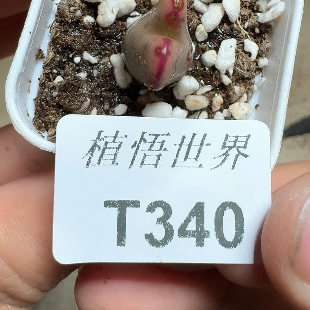340盒多肉植物哇cv