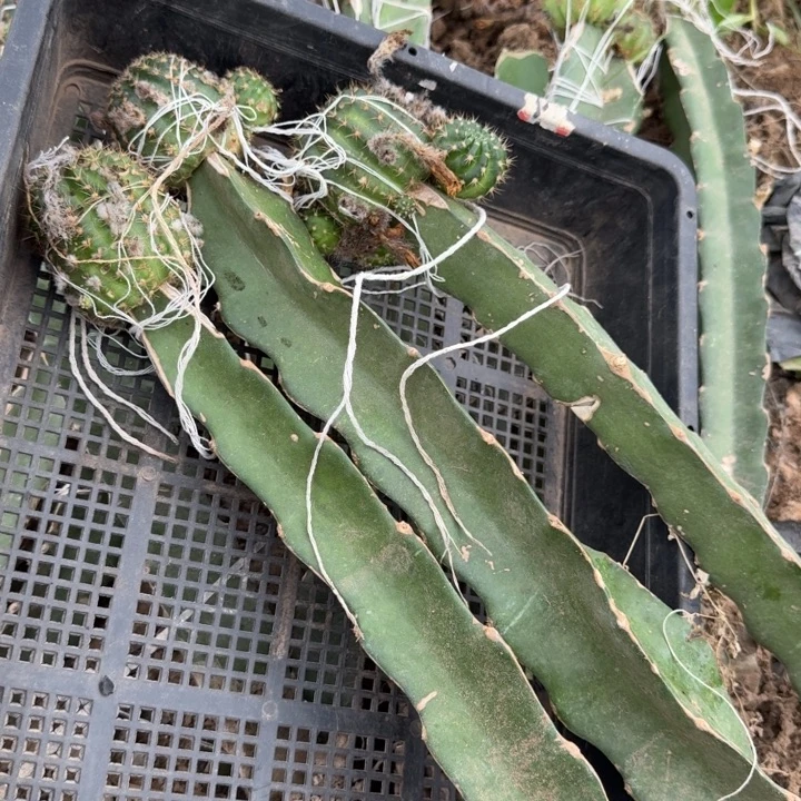 355嫁接丽花3个斑修柱子弯