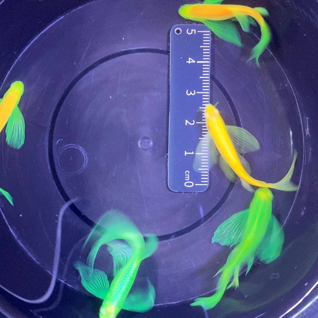 斑马鱼蝶翼斑马4厘米5条