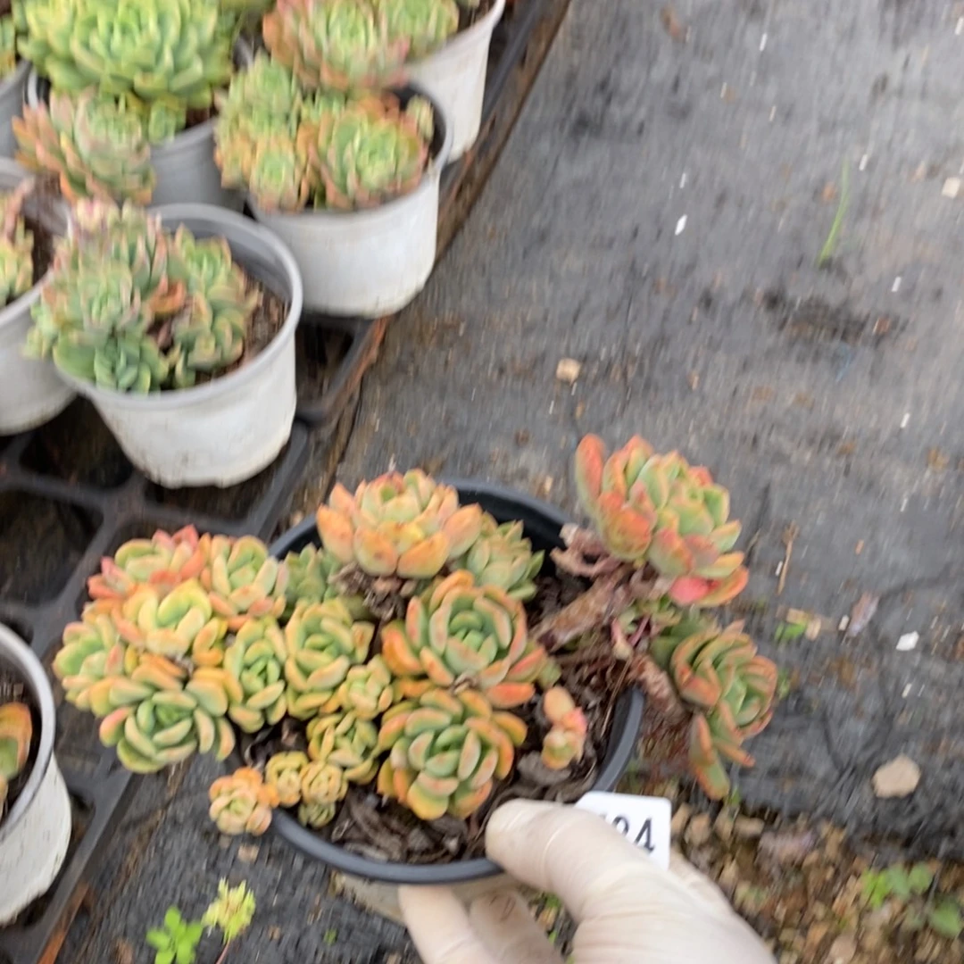 2684芬达一物一拍