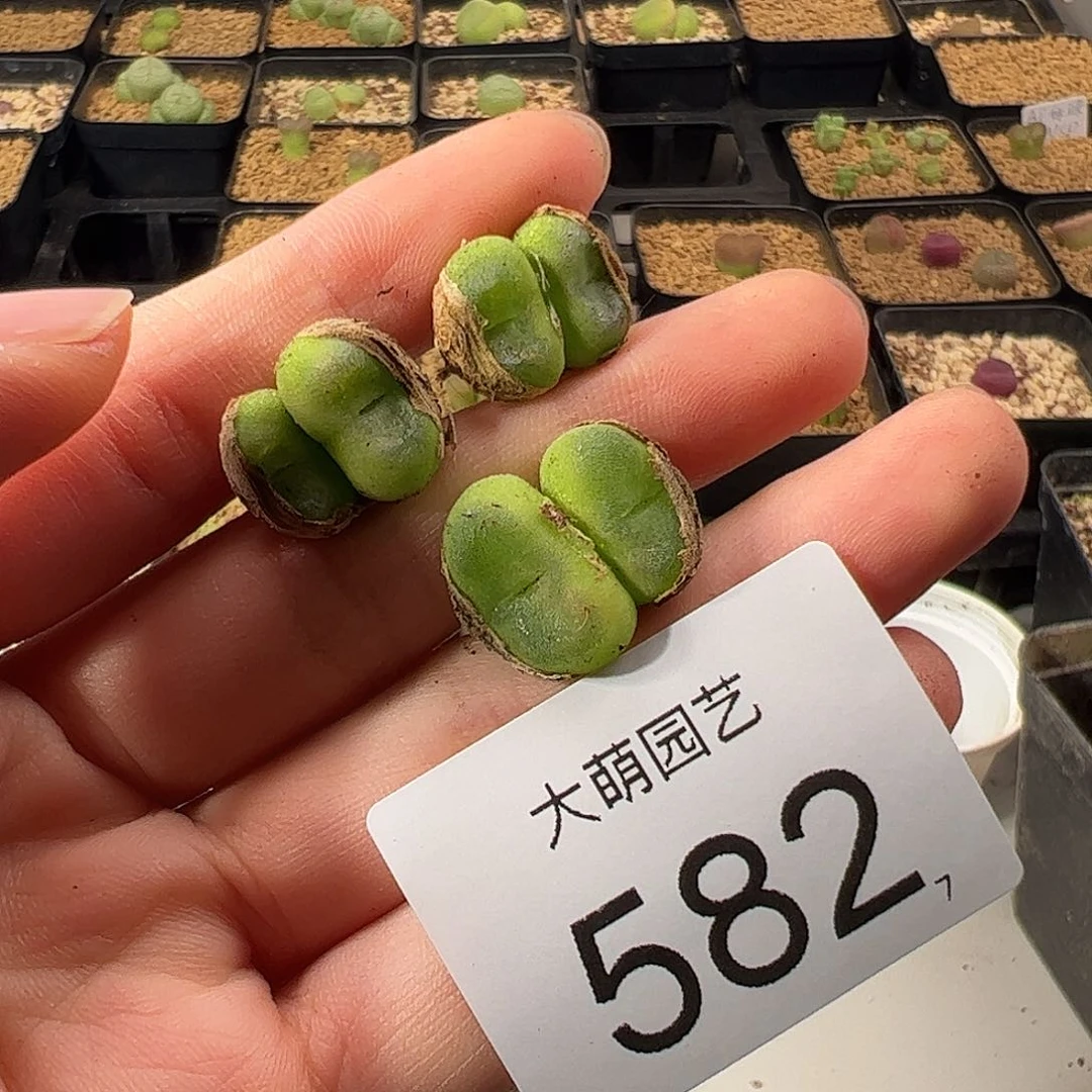 0000582 一物一拍。