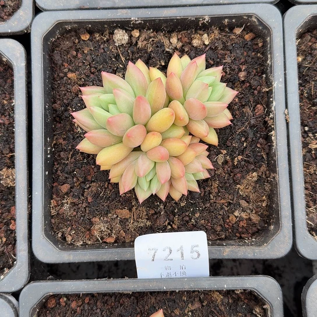 红***灯7215号米其林多肉