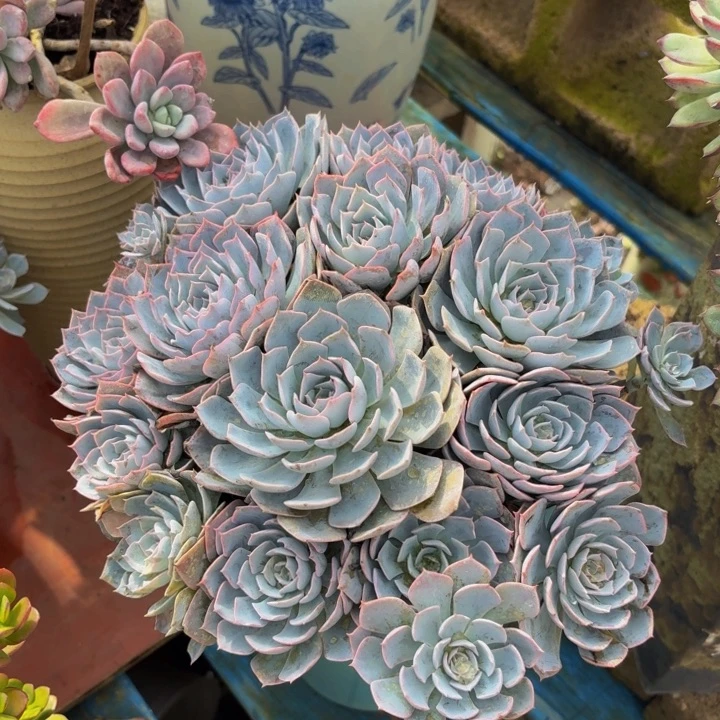 兰***兰老桩精品肉肉蓝石莲