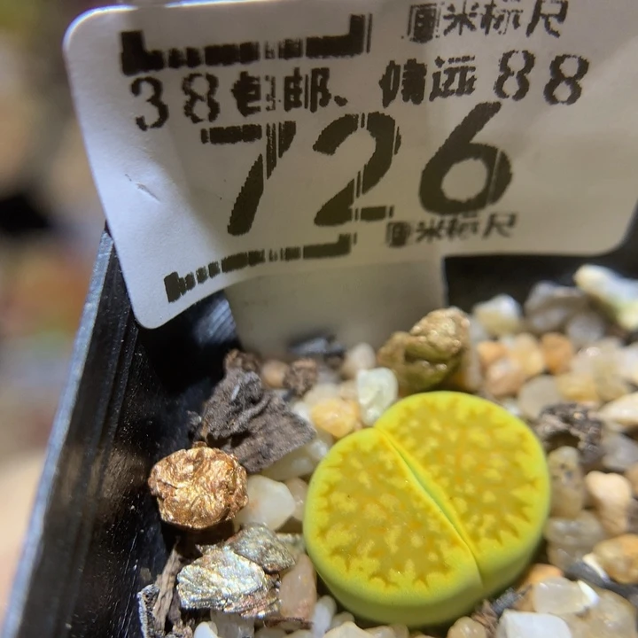 Sss精品生石花726