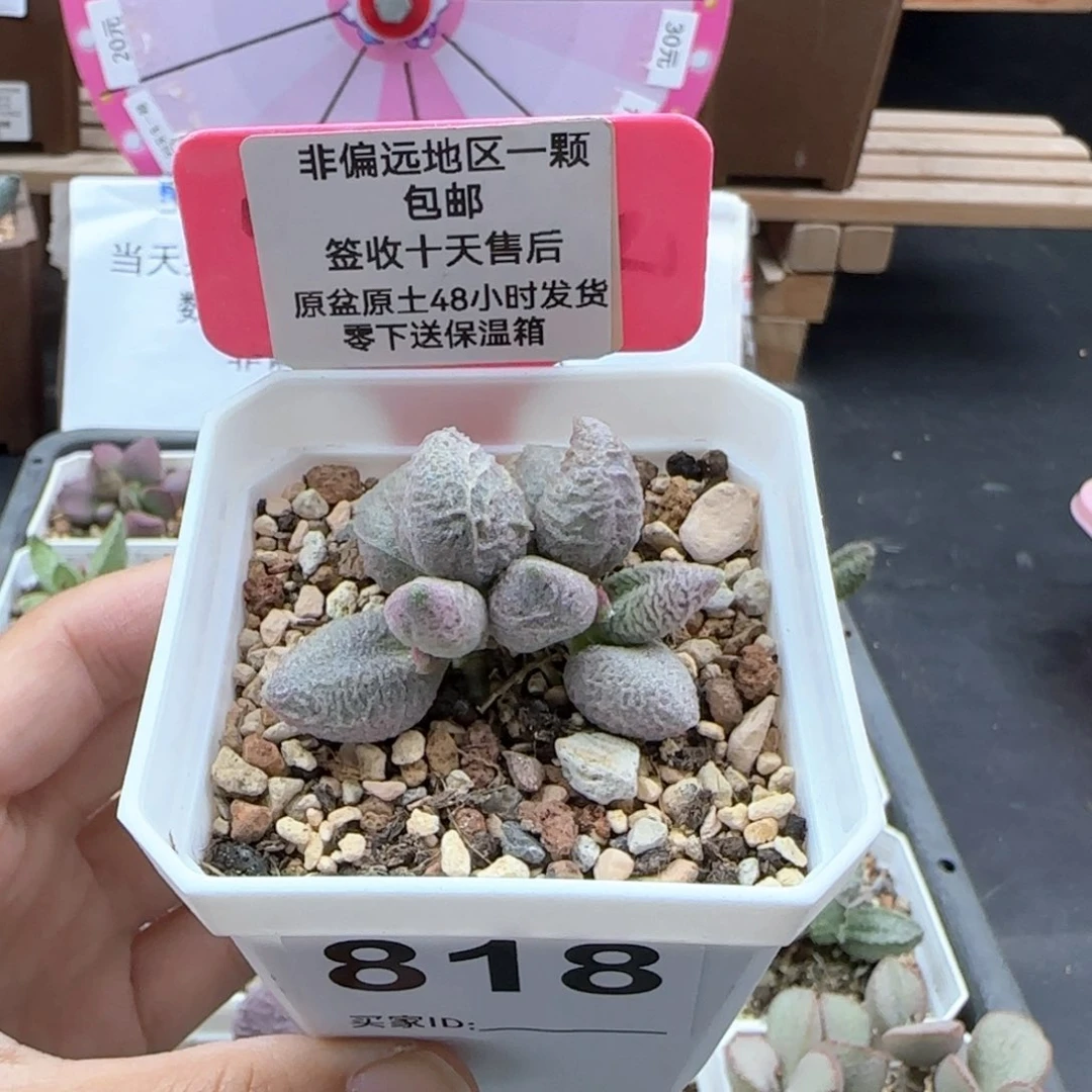 818融冰多肉植物