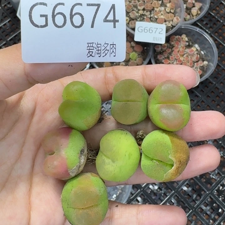 6674 生石花和肉锥