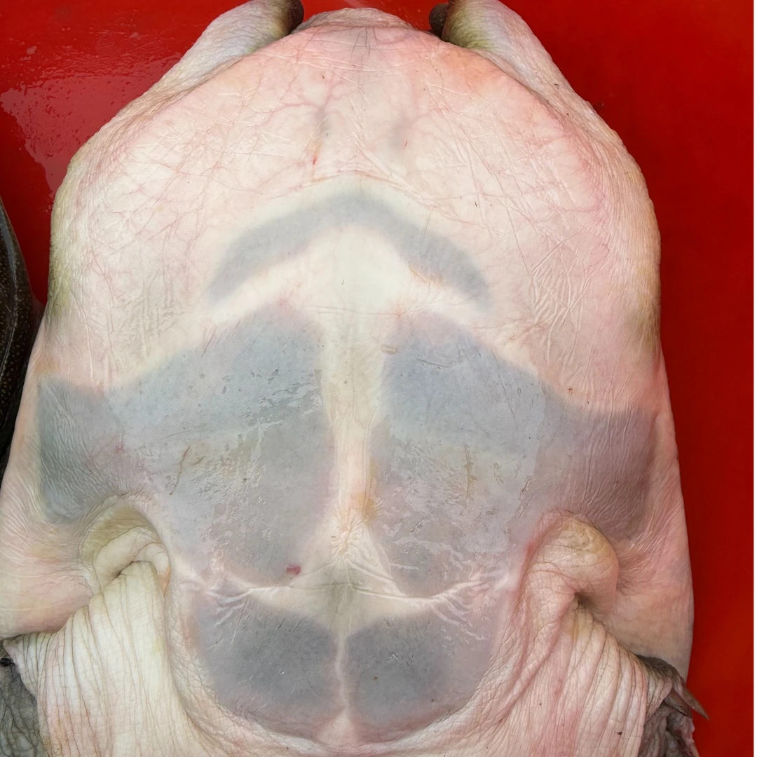 【一只4斤】南丰外塘老甲鱼仿野生态养殖包邮包活到家