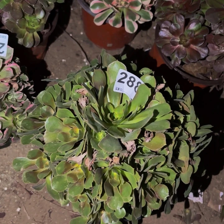 288香妃多肉植物不售后