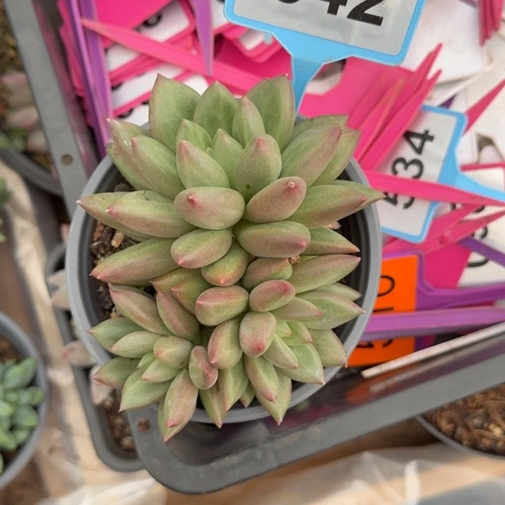 多肉植物米其林群542