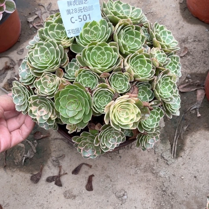 净***心501粉花妖多肉法师丛林