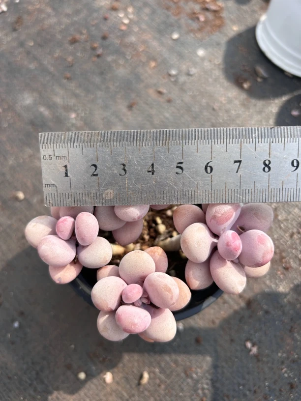 多肉 三批圆叶桃蛋 四头起 大小不等6-8厘米 土球