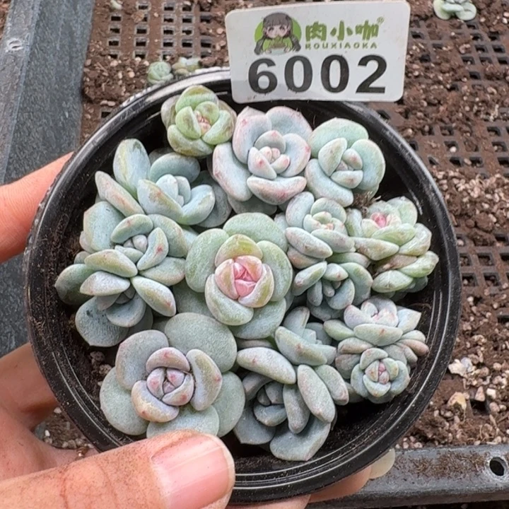 多肉植物多肉植物