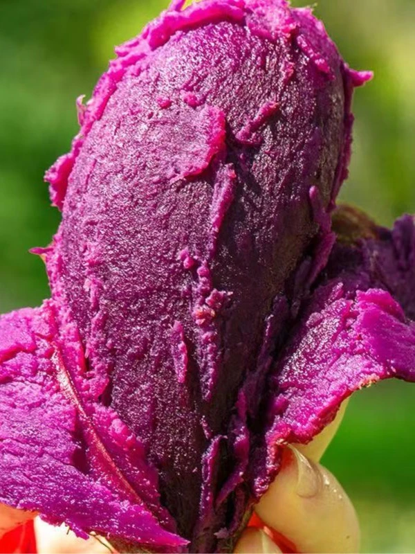 湖北新鲜沙地5斤紫薯香甜粉糯当季蔬菜农家自种现挖红薯