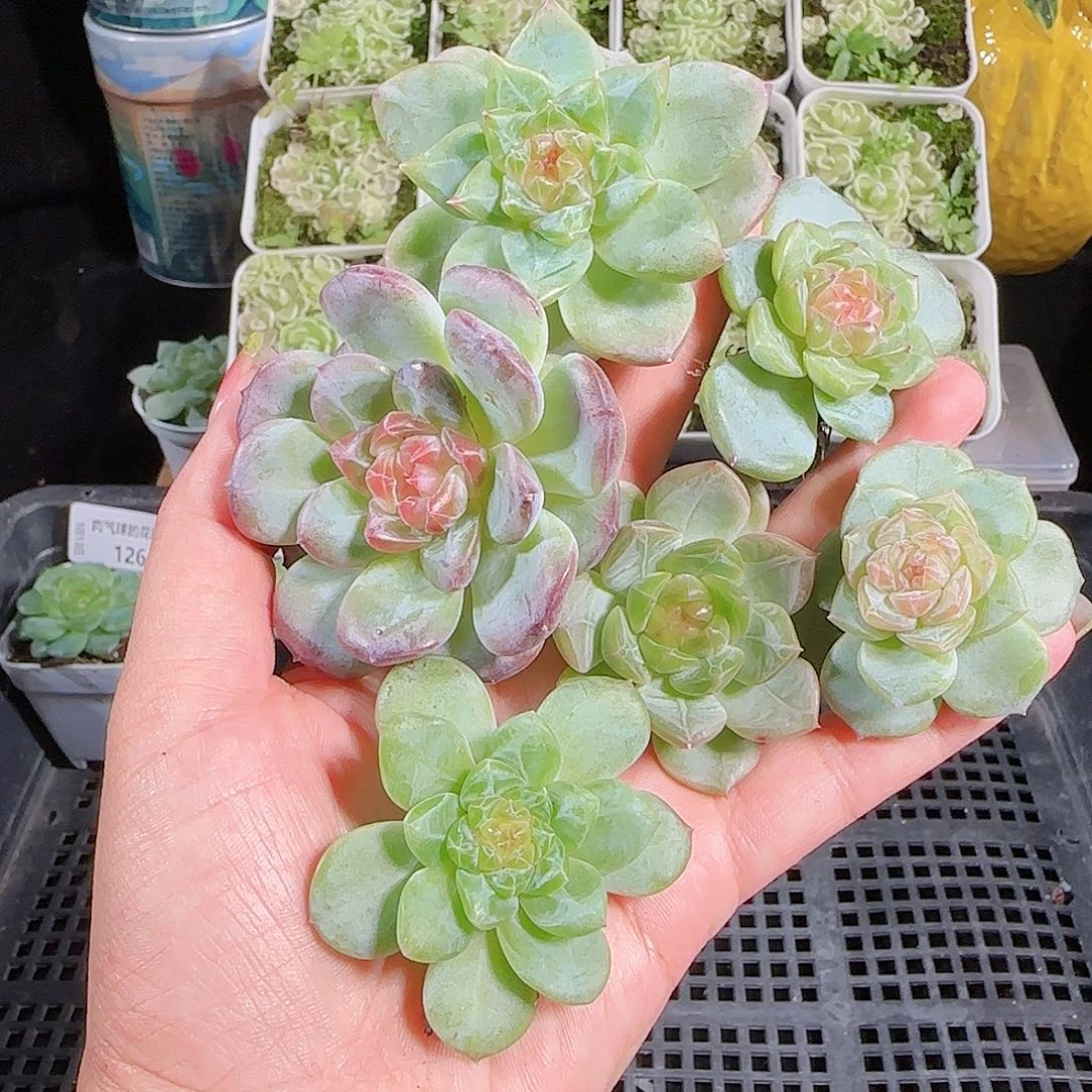 0913---129糖心珍妮