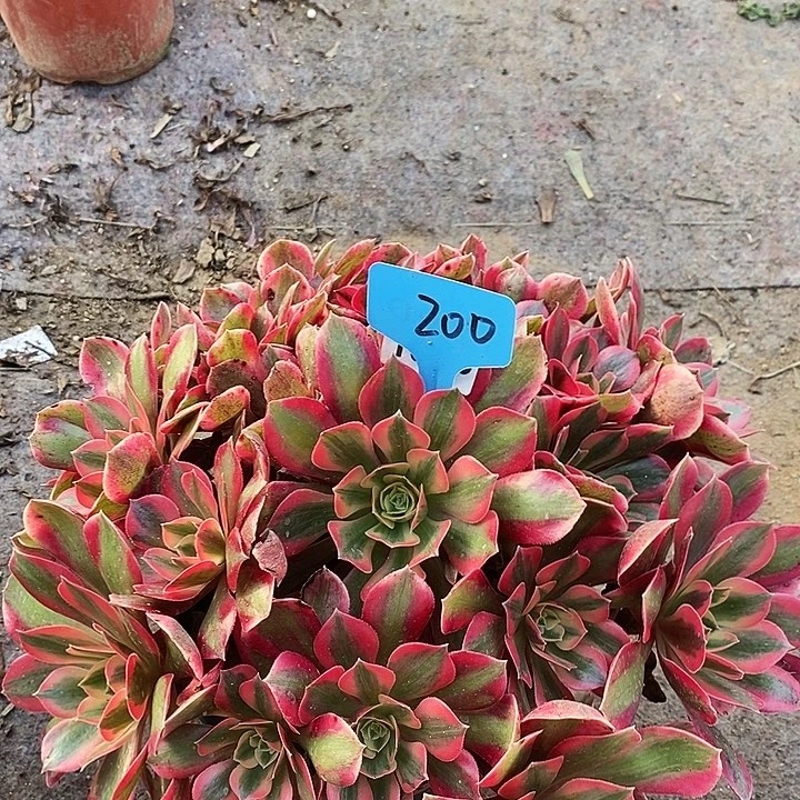 200 一颗女神法师多肉