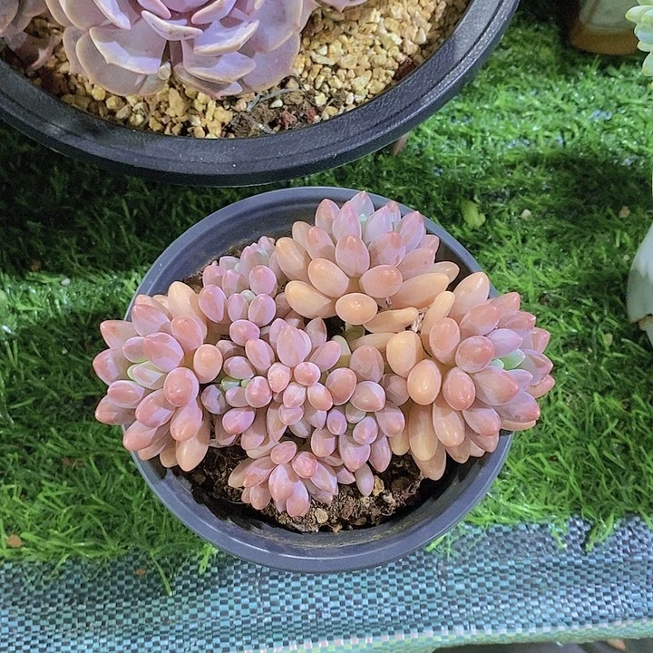 白***多肉植物多肉植物