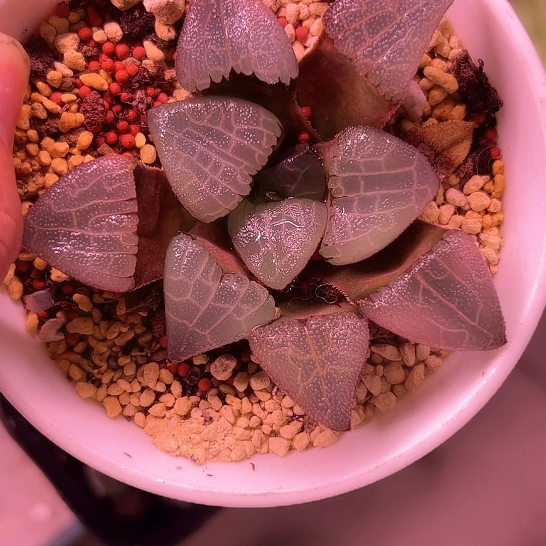 谍影克十二卷多肉植物