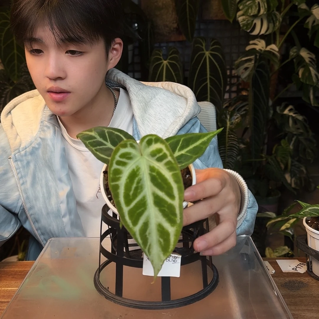 完全开放D20银色闪光杂撕裂纹