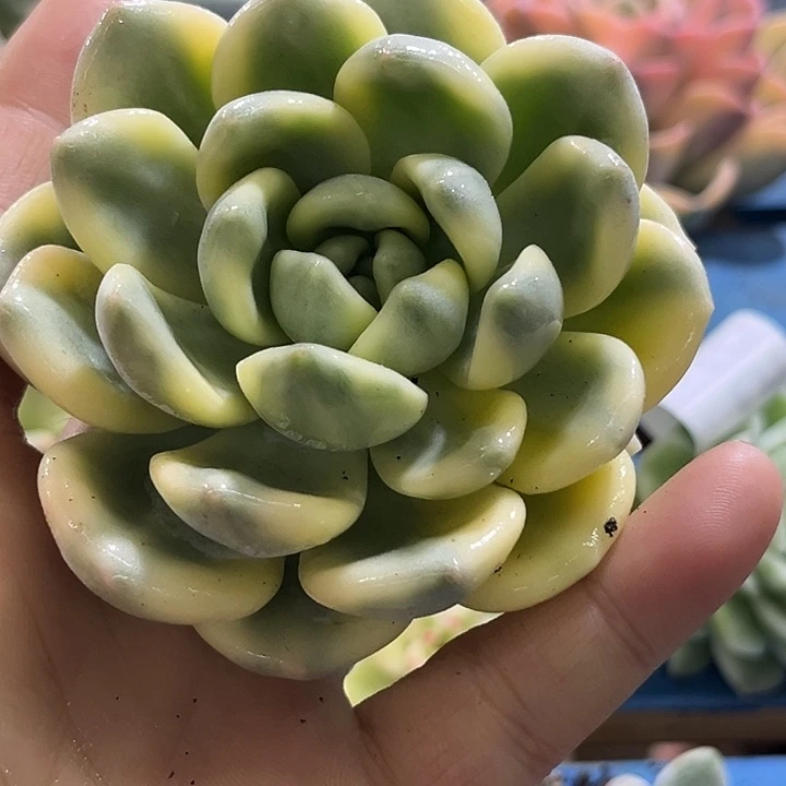 596望舒腹轮锦9厘米