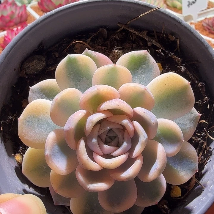 汉堡锦头肉植物单头