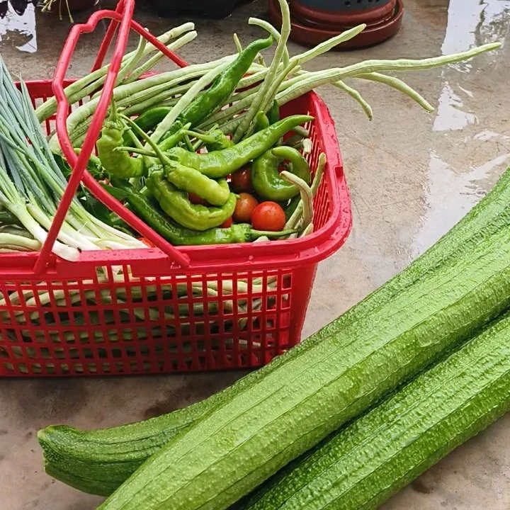 山东大集农家的干辣椒