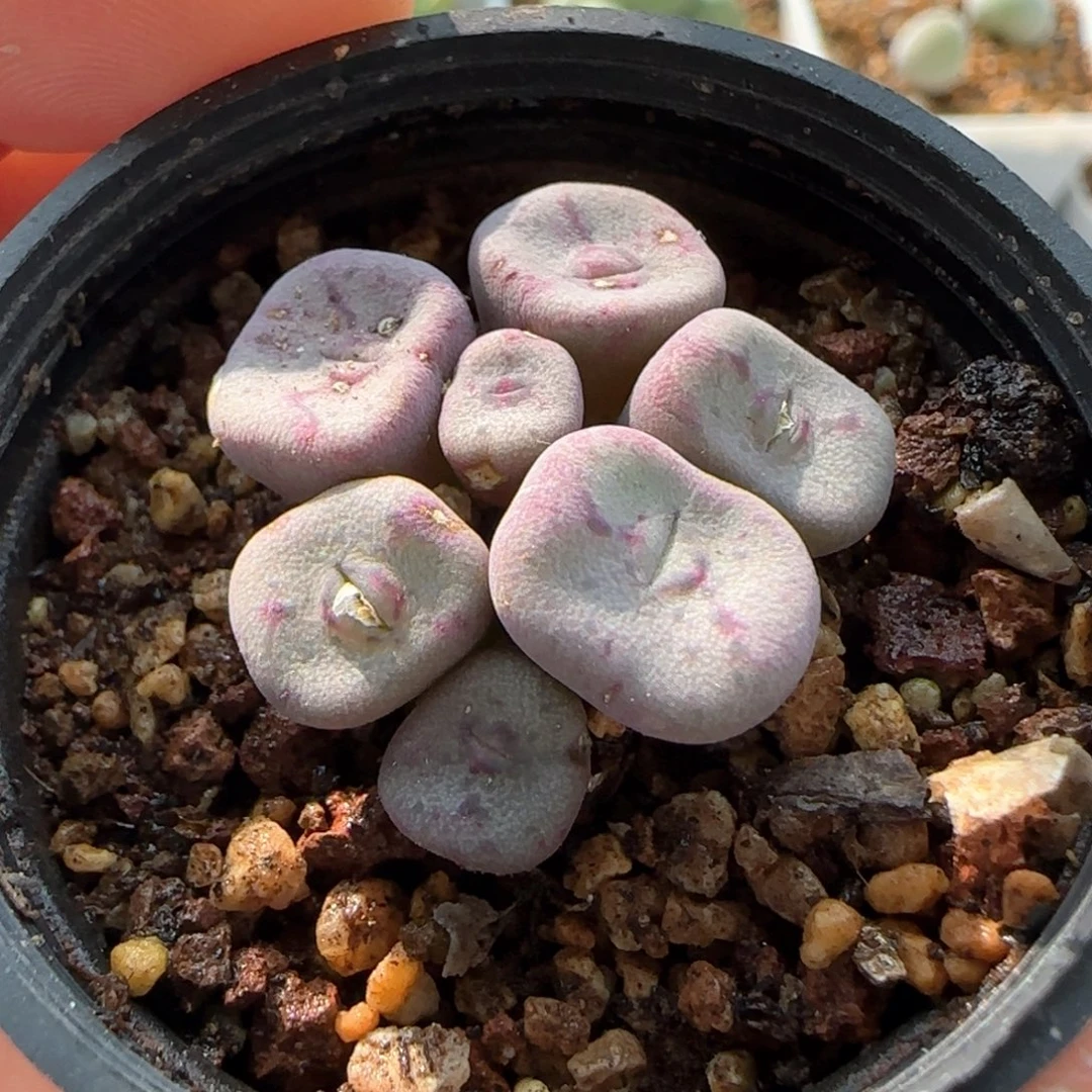 6325 大白多肉植物园