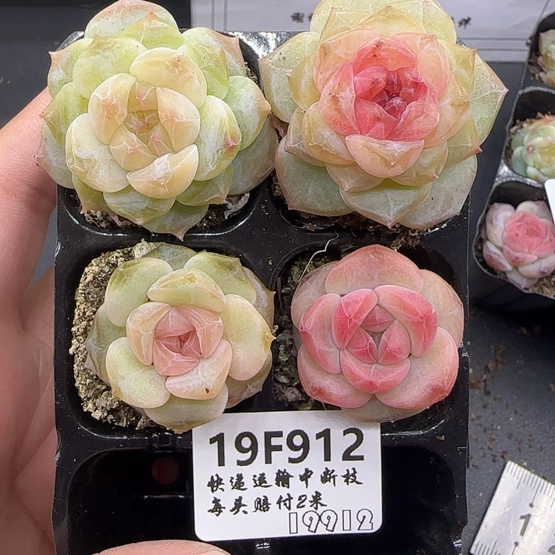 风***止912四颗【满29包邮非偏远】