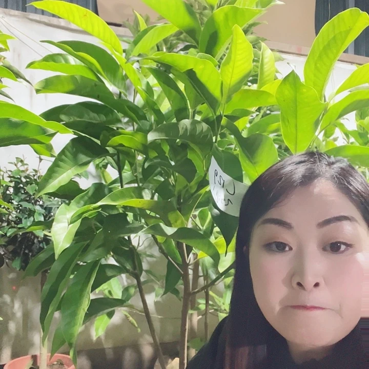 白兰花是真的好看