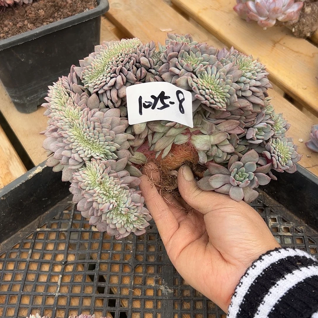 闹***绪1025-8爱丽儿缀多肉植物