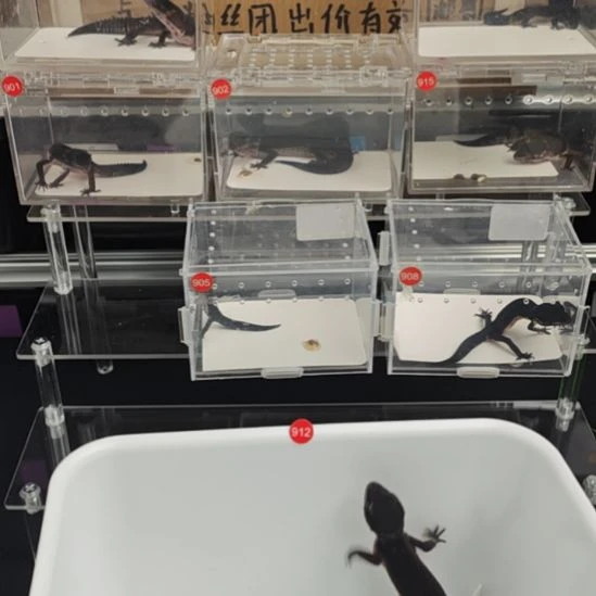 豹纹守宫豹纹守宫黑夜母