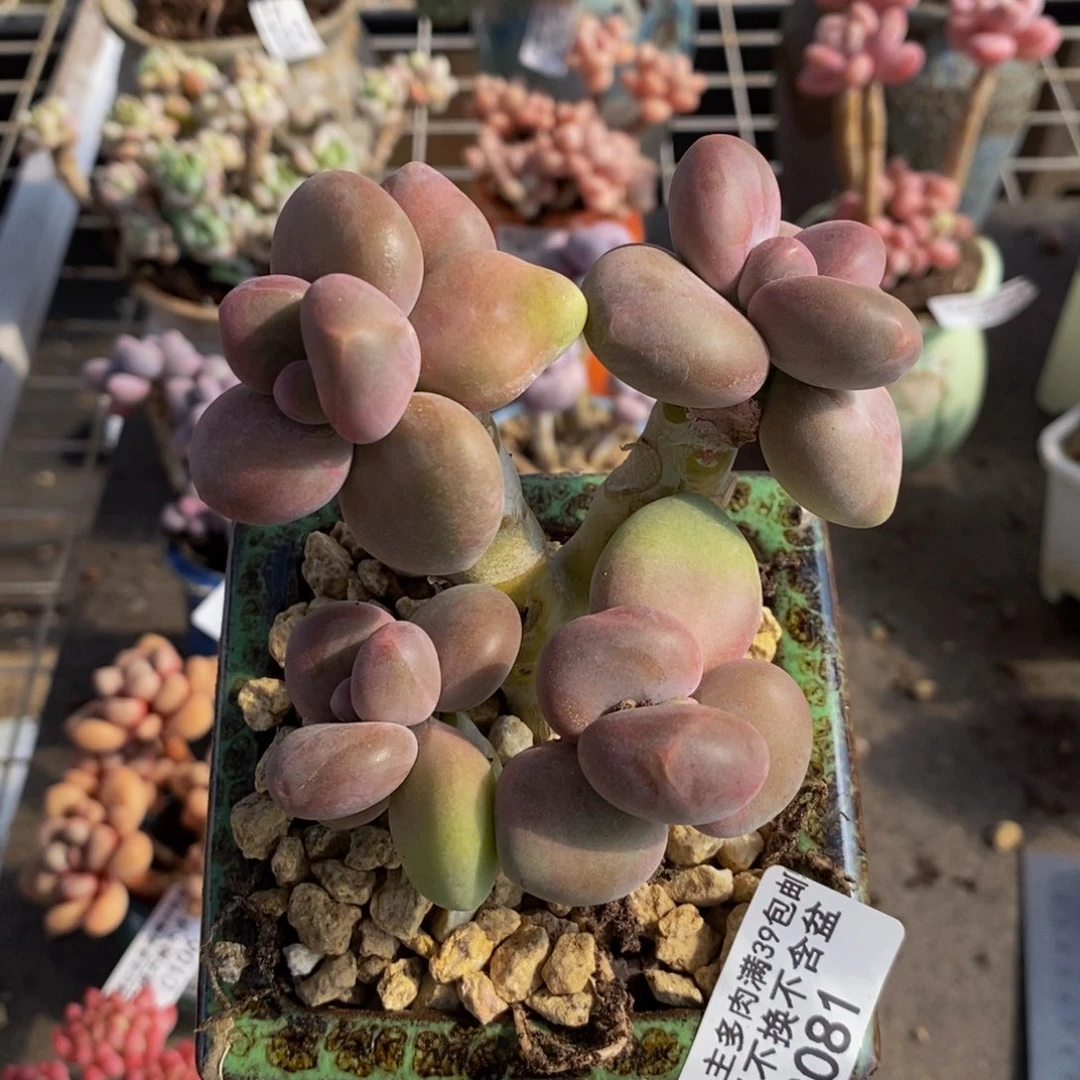 任***?芒果奶酪金蟾Kk奶081/7c m