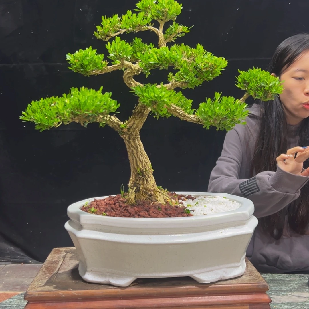 无花朵广东黄杨四季常青