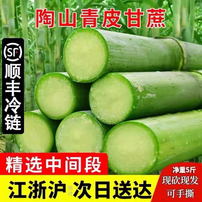 瑞安陶山甘蔗 新鲜脆青皮绿皮本地孕妇当季水果甘蔗温州甘蔗特产