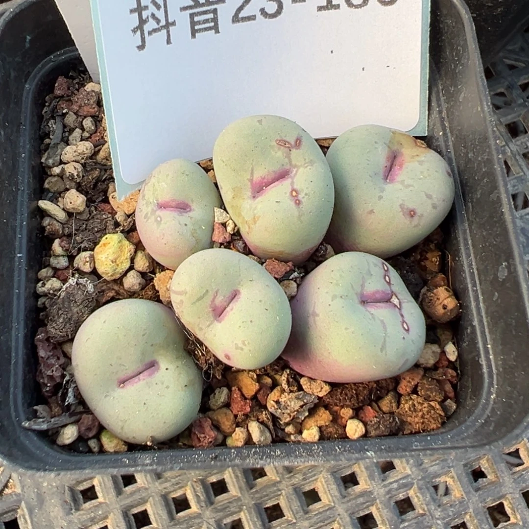 23-180肉锥多肉植物，