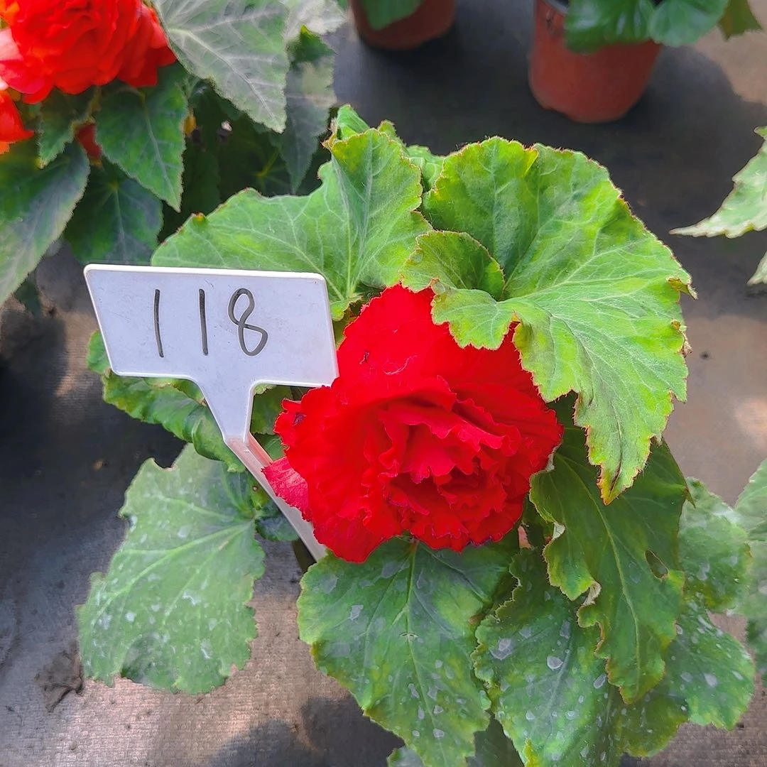 无花朵夫妻海棠种球系列118