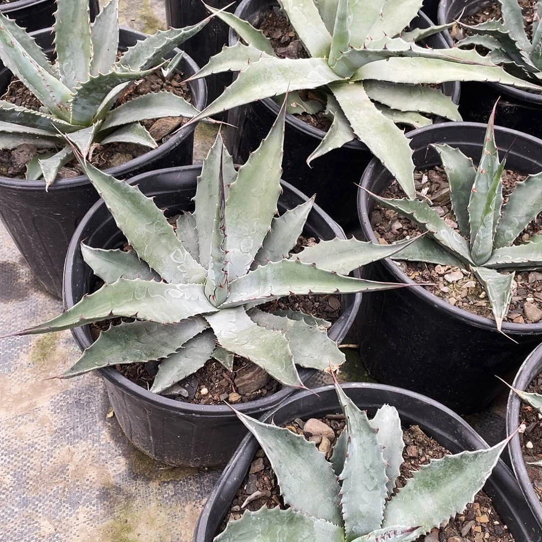 无花朵蒙塔娜25688