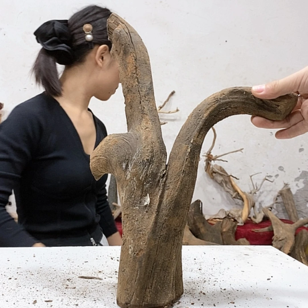 【闪购商品】柏木大**?我们都是好孩子