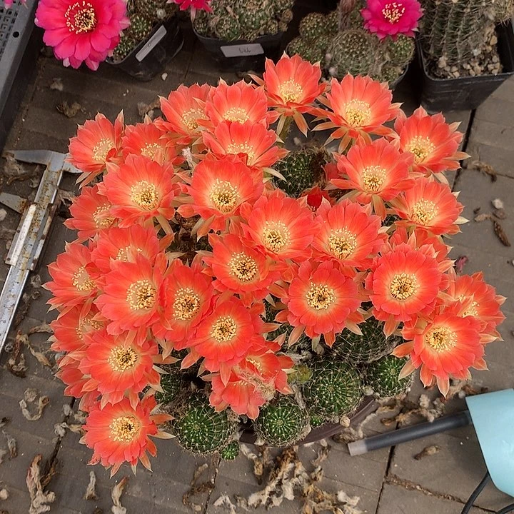 690 落地自根丽花18厘米盆