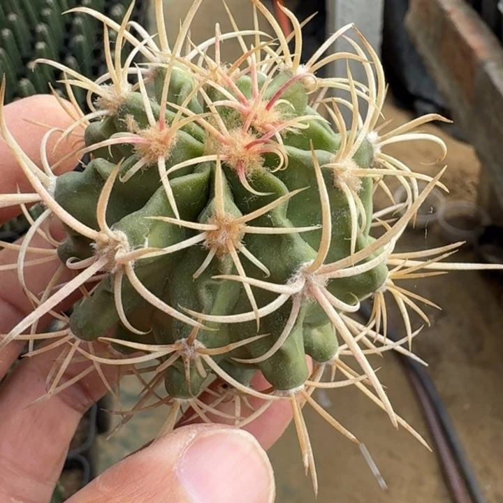 神龙玉无根666666666