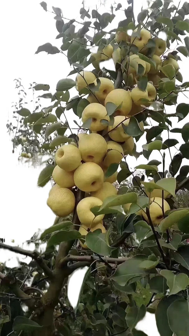 头茬爆汁正宗酥梨新鲜发货