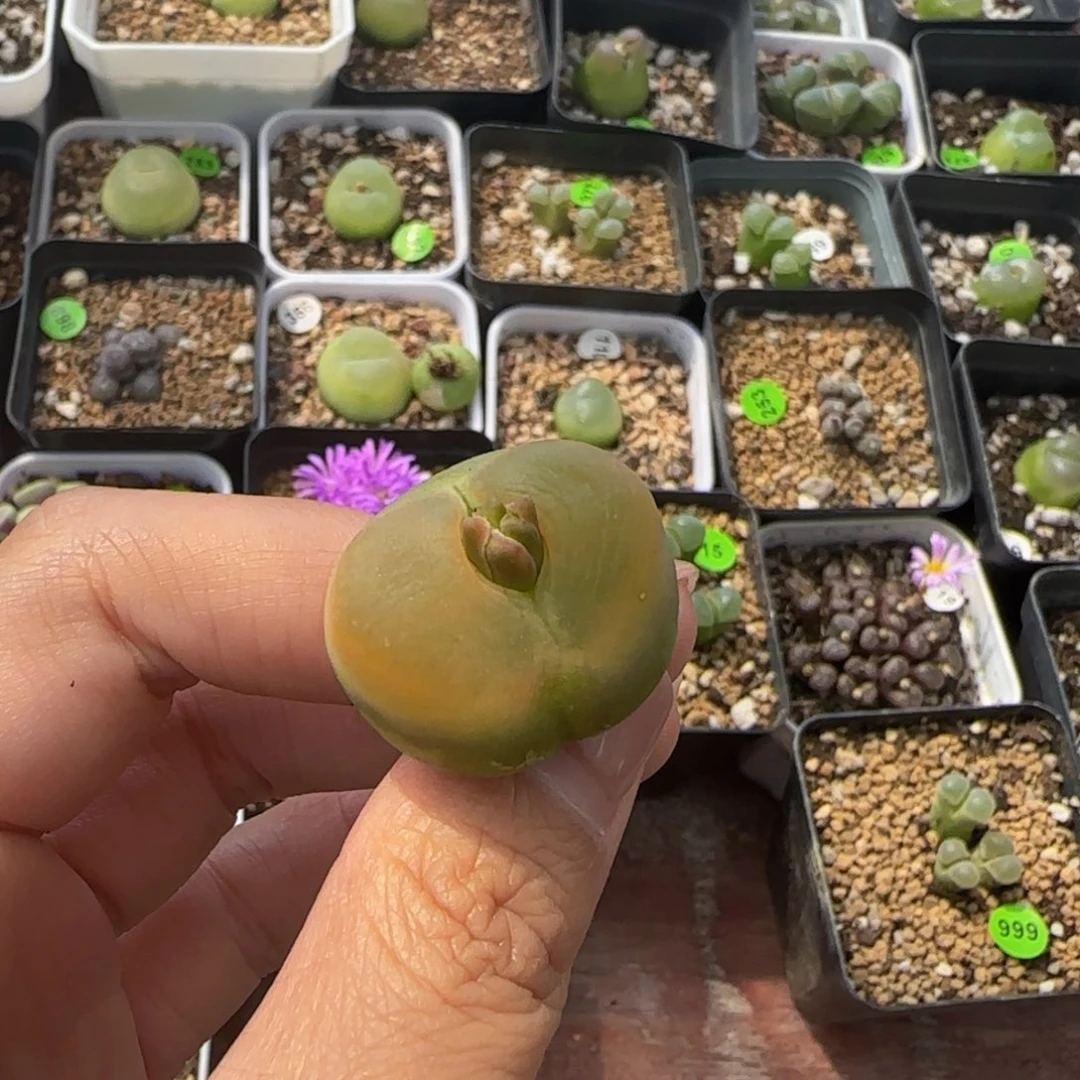 2.6cm多肉植物提取99