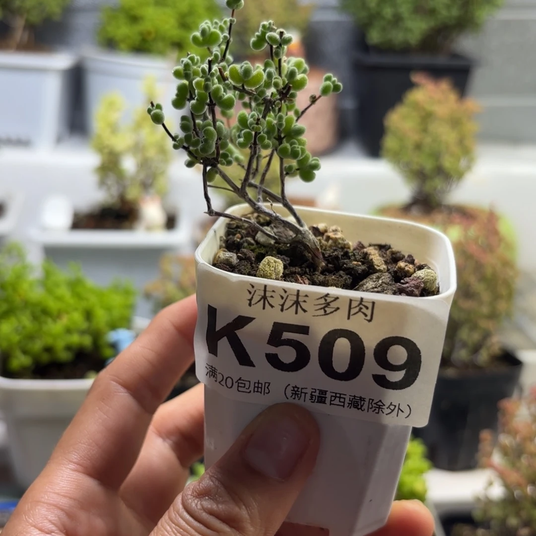 509白底莱斯枝干福利