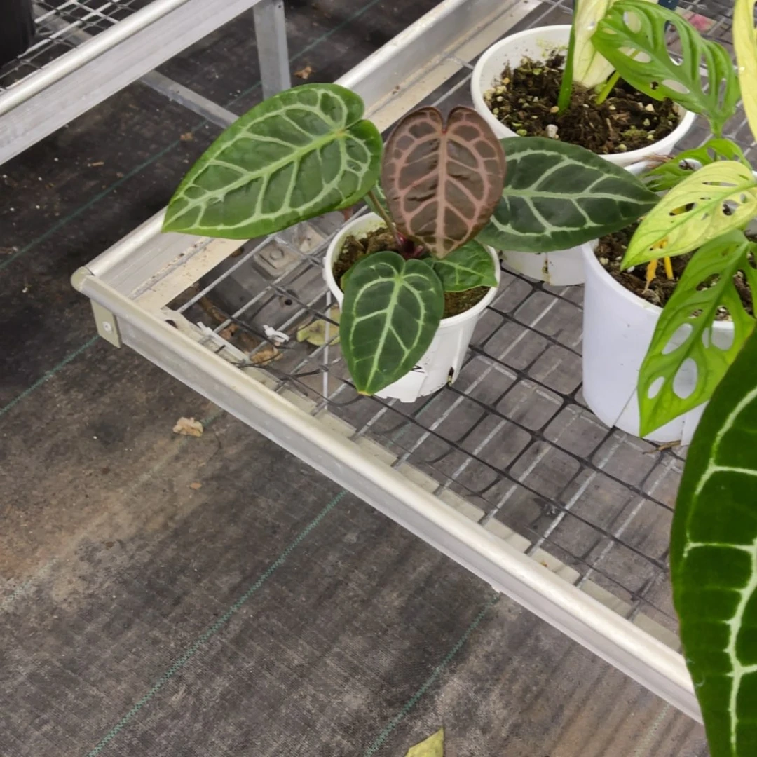 ****.无花朵        522花烛不包售后