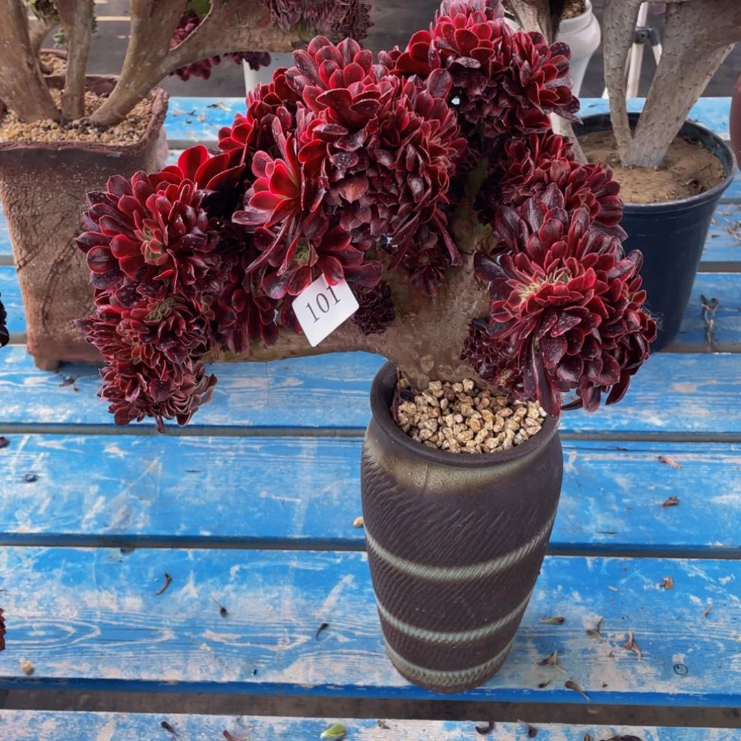 101号美杜莎法师